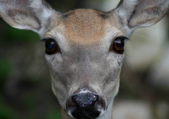 deer_eyes